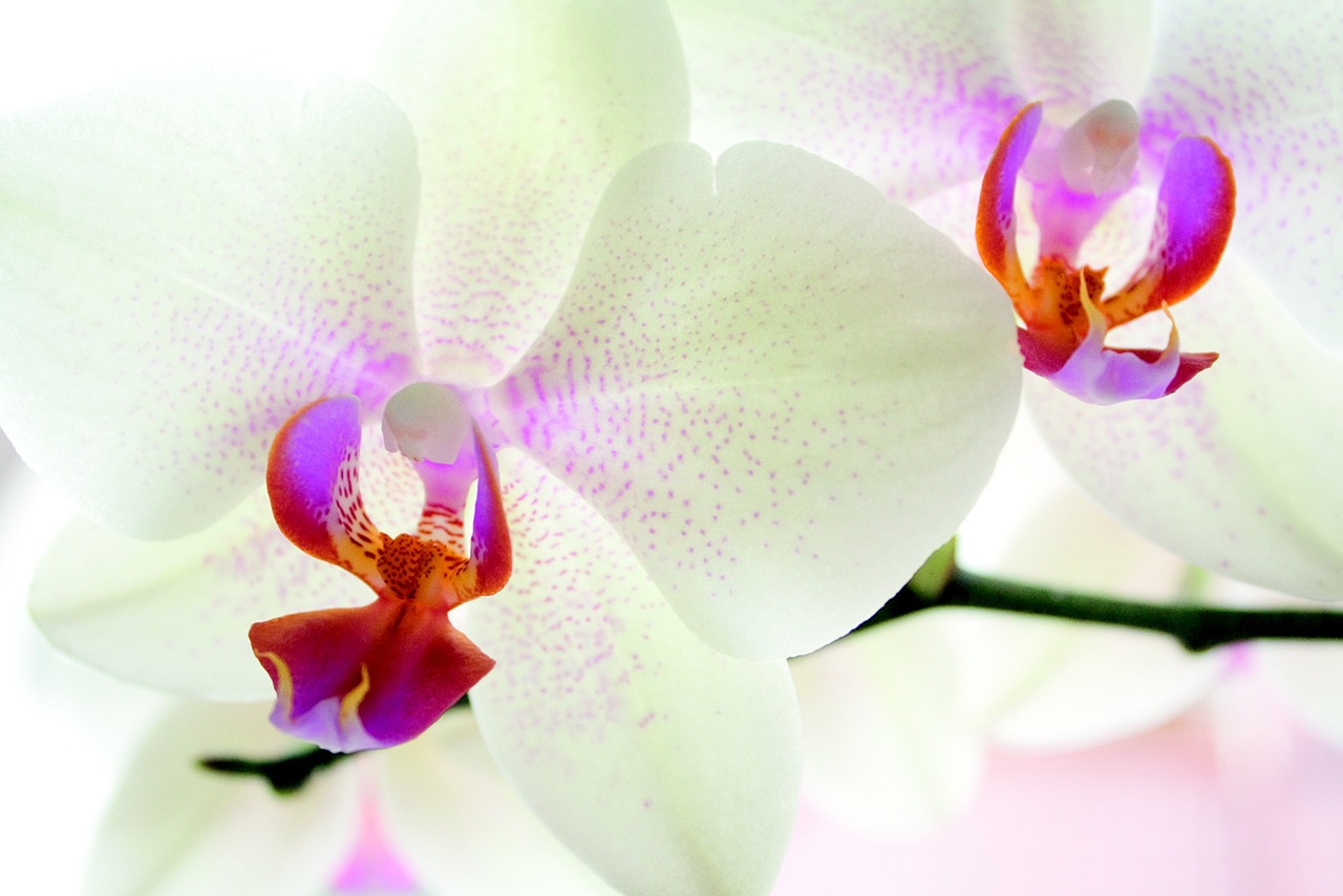 The Affectionate Nature of the Peruvian Inca Orchid